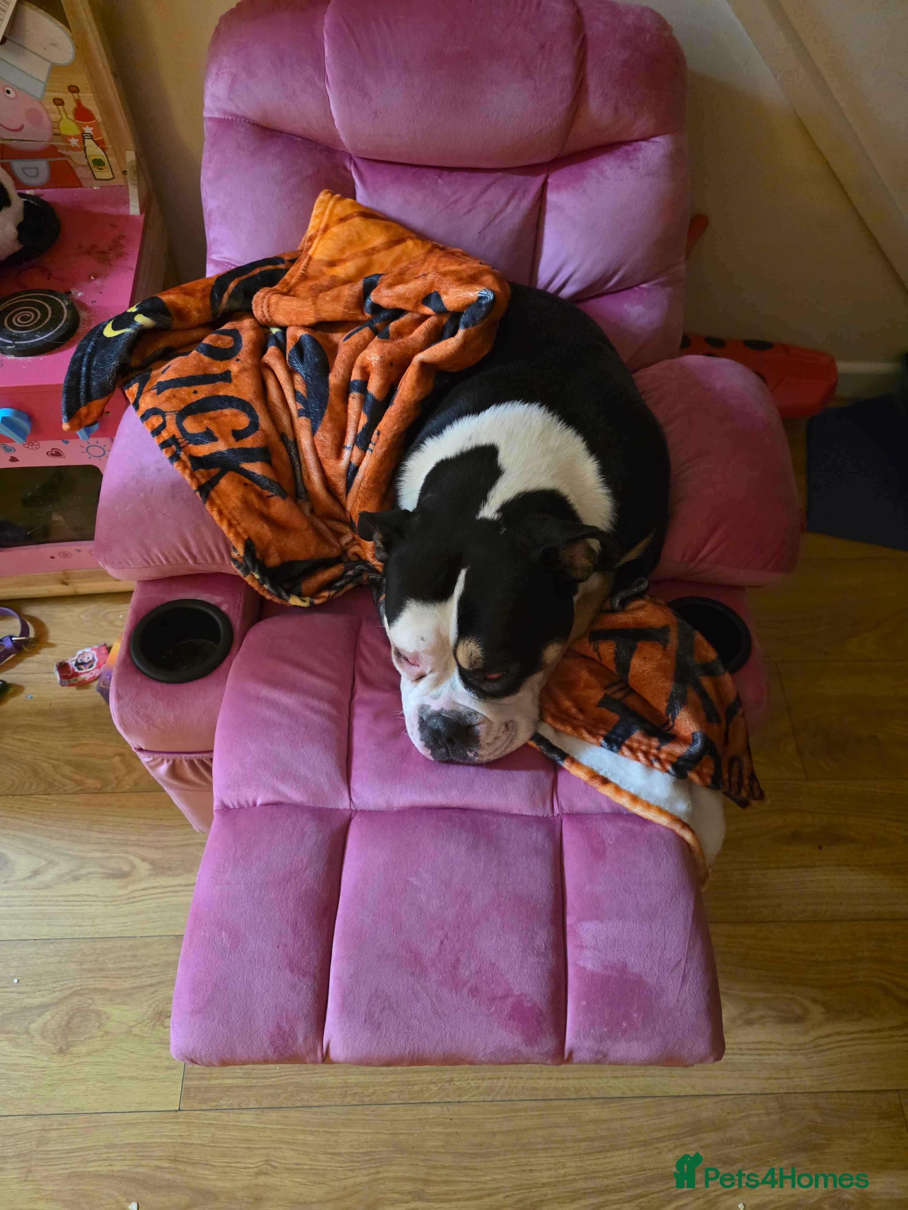 Olde English Bulldogge dogs Olde Tyme English Bulldog looking for forever home - Advert 1