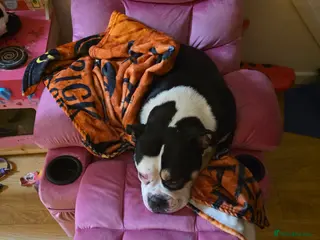 Olde English Bulldogge dogs Olde Tyme English Bulldog looking for forever home - Advert 6