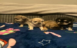 Frug dogs for sale: 3 frug puppies looking for there forever homes. - Advert 11