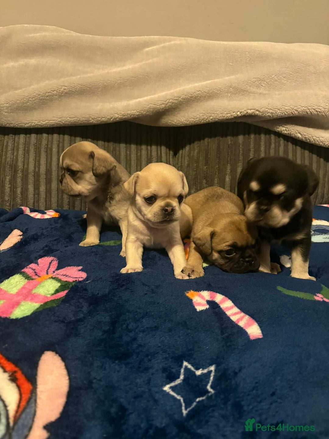 Frug dogs for sale: 3 frug puppies looking for there forever homes. - Advert 11