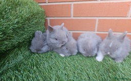 Lionhead rabbits for sale: Double Maned Lionhead babies 8 week old - Image 3