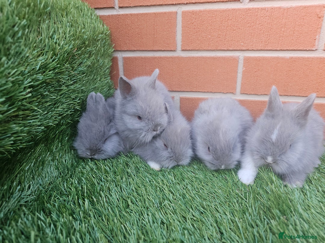 Lionhead rabbits for sale: Double Maned Lionhead babies 8 week old - Image 3