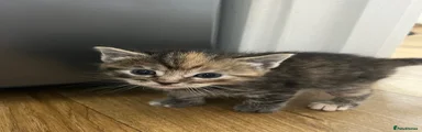 Mixed Breed Kitten 4