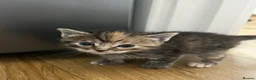 Mixed Breed cats for sale: Ragdoll/Tabby kittens for sale, mixed breed  - Advert 5
