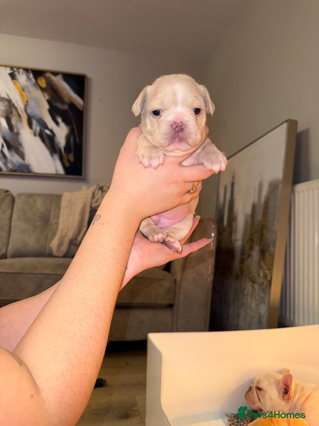 French Bulldog dogs for sale: 4 stunning French bulldogs carrying fluffy - Advert 2