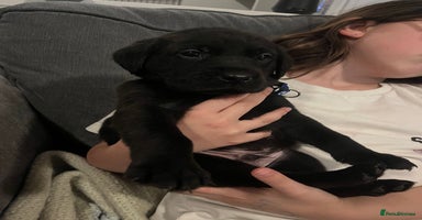 Labrador Retriever dogs - Advert 2