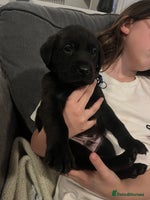 Labrador Retriever dogs - Advert 2