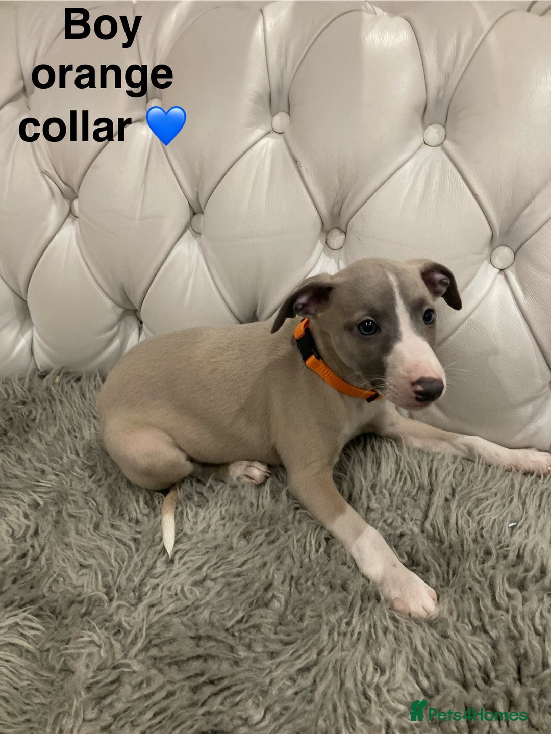 Mixed Breed dogs for sale: Italian greyhound  - Advert 13