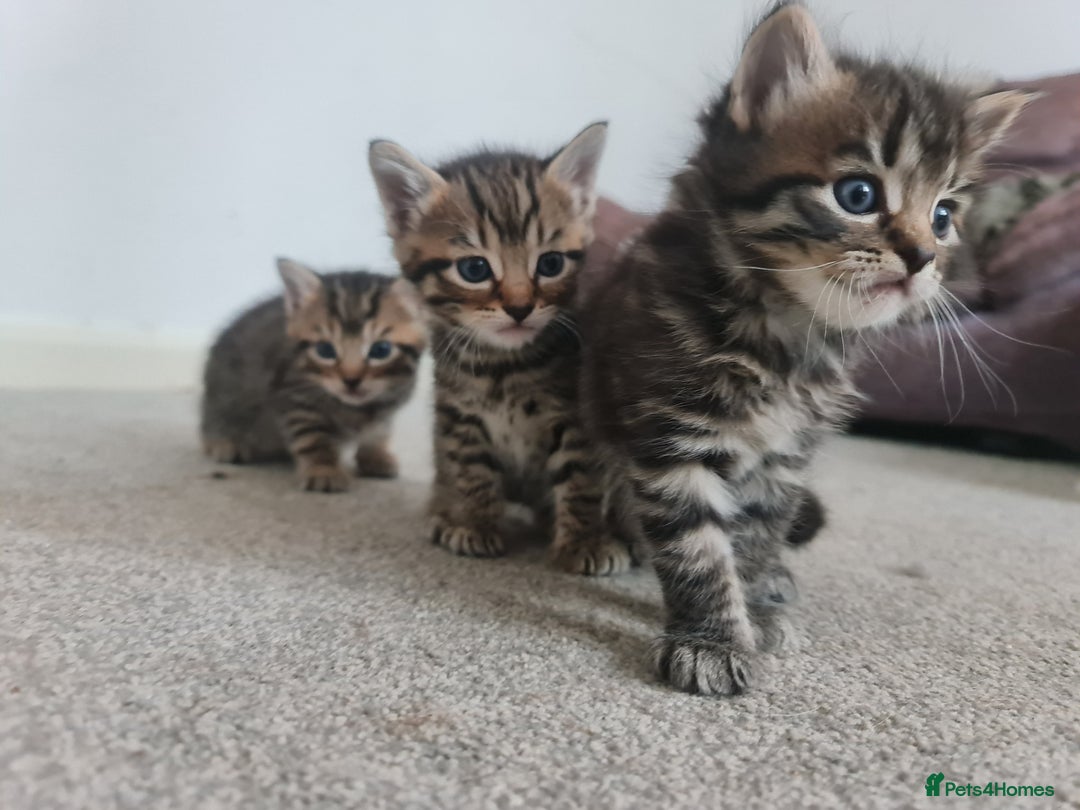 Mixed Breed cats for sale: 3 boy kittens for sale - Image 2