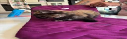 American Shorthair cats for sale: American shorthair babies  - Advert 14
