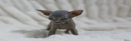 Sphynx cats for sale: Lovely Sphynx Kittens available - Advert 9