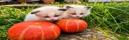 Ragdoll cats for sale: 2 beautiful Ragdoll kittens in High Wycombe - Advert 13