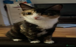 Domestic Shorthair cats for sale: 2 year old spayed female cat + accessories - Image 4