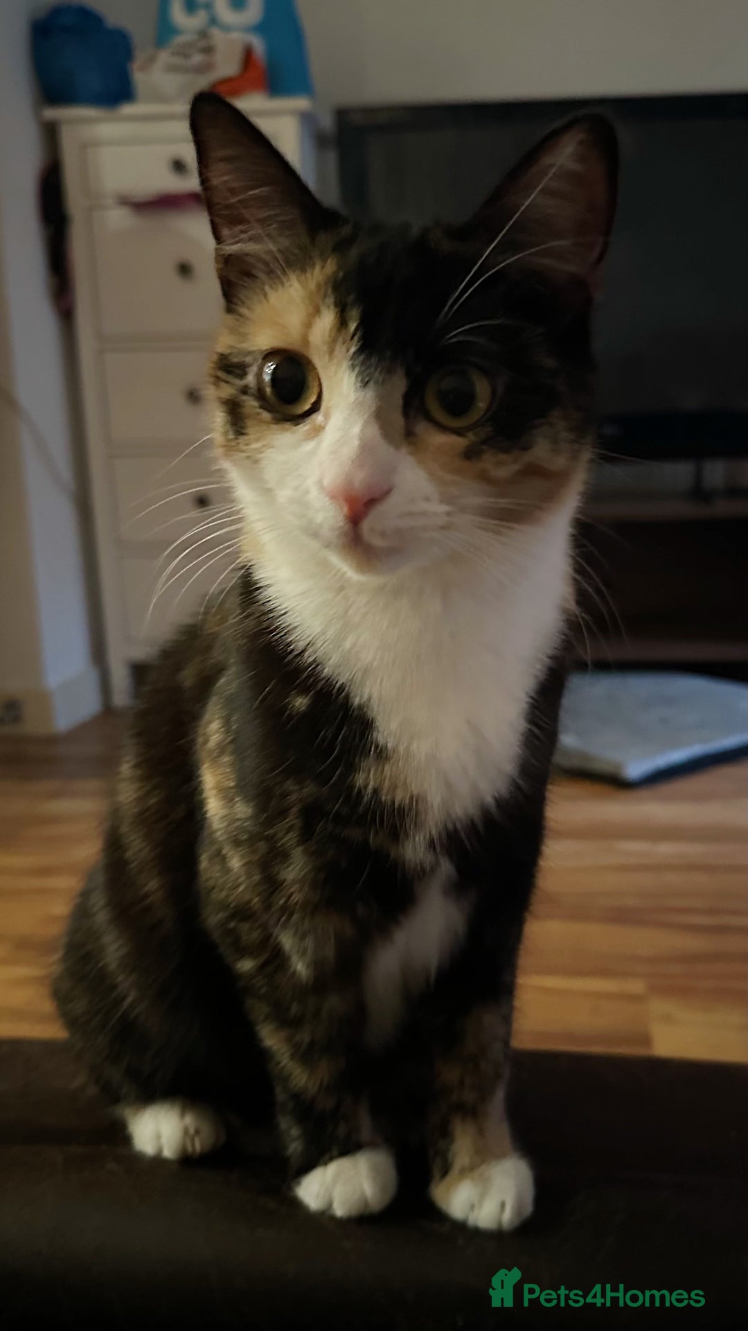 Domestic Shorthair cats for sale: 2 year old spayed female cat + accessories - Image 4