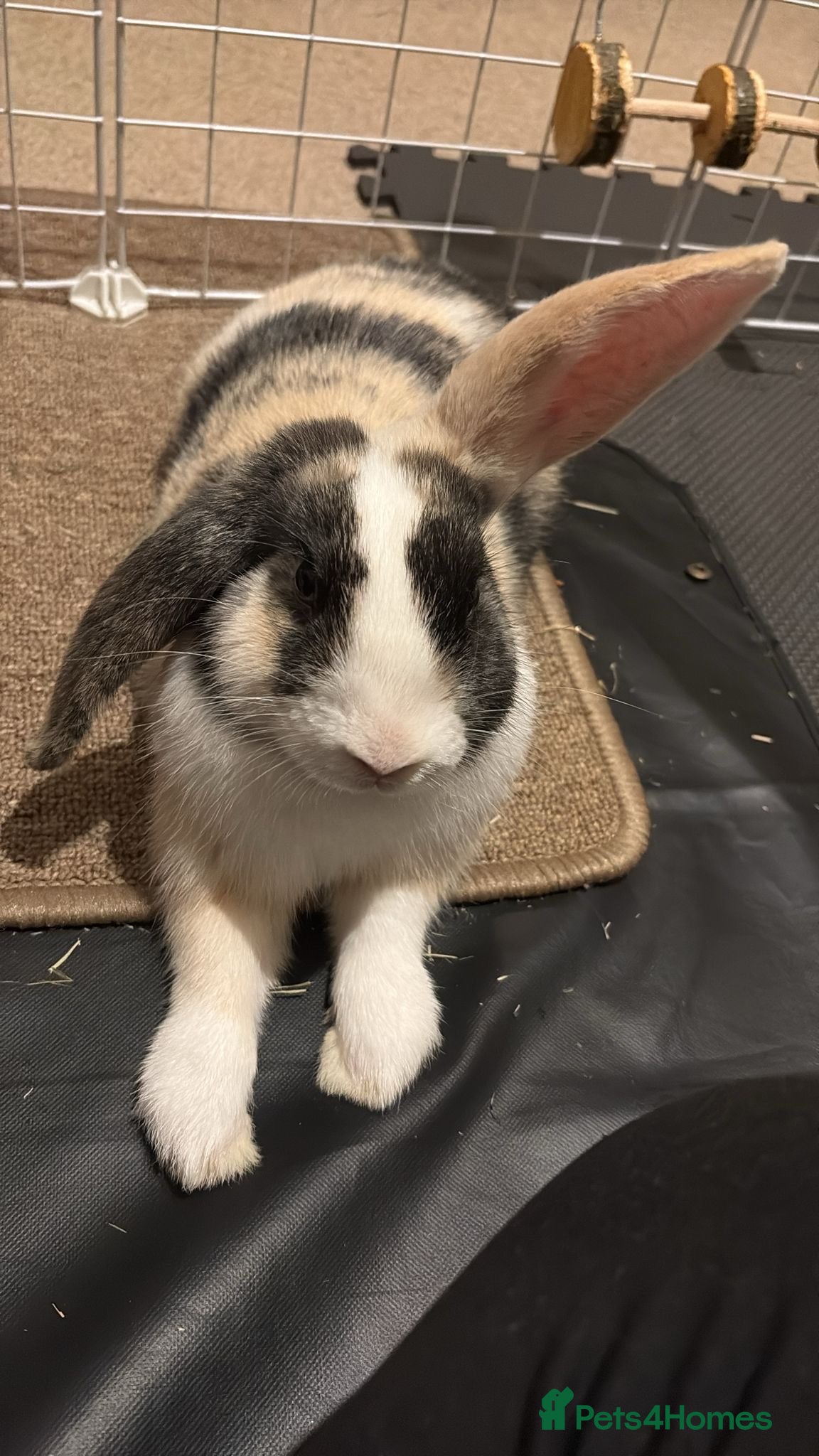 Mini Lop rabbits Bertie - Male Harlequin Mini Lop - Advert 1