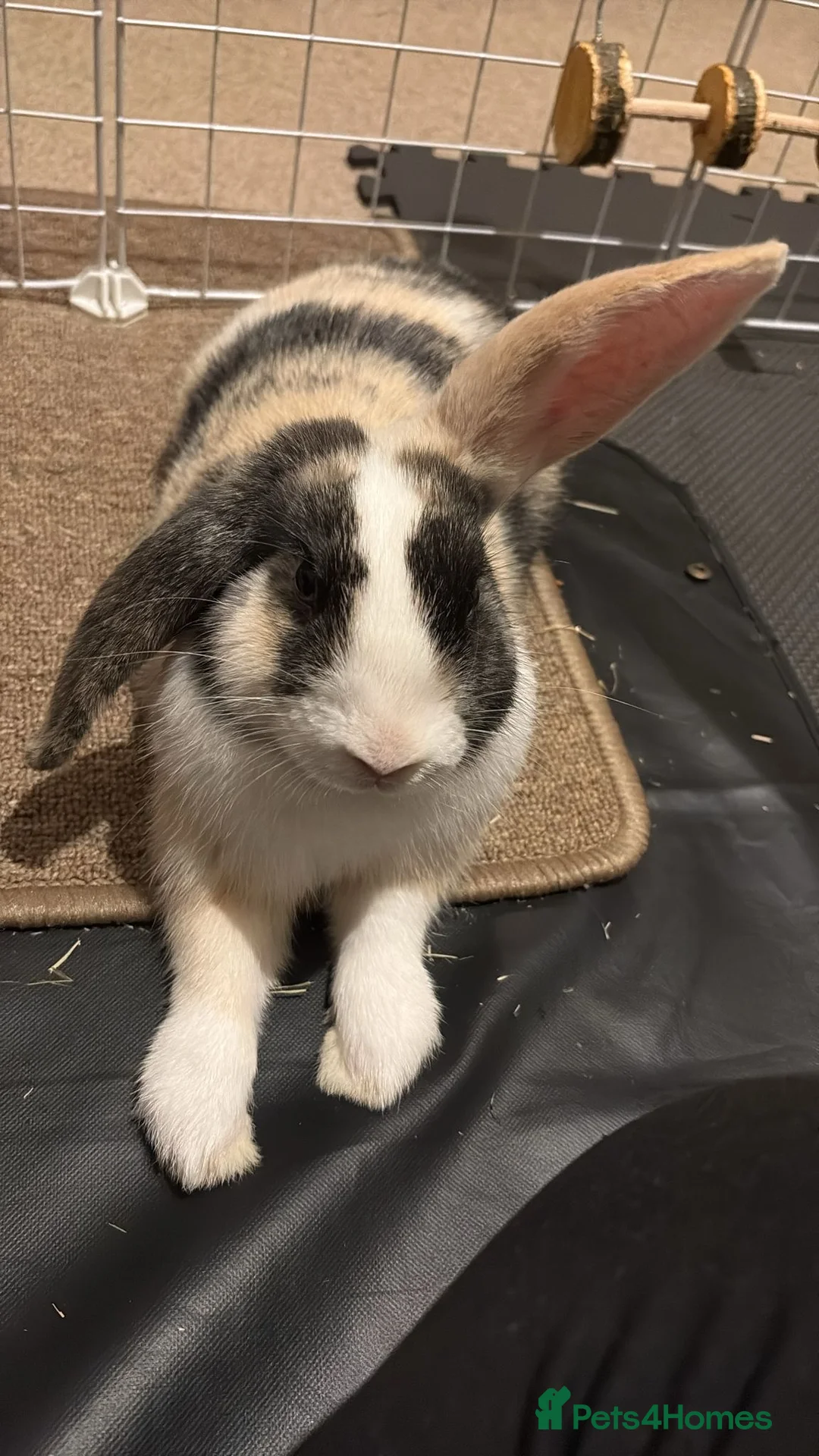 Mini Lop rabbits for sale: Bertie - Male Harlequin Mini Lop - Advert 1