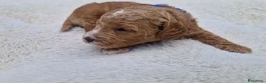 Cockapoo 2