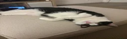 Domestic Shorthair cats for sale: 2 male cats for rehome  in Houghton le Spring - Advert 2