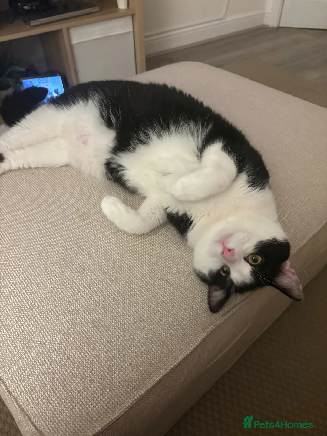 Domestic Shorthair cats for sale: 2 male cats for rehome  in Houghton le Spring - Advert 2