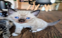 Mixed Breed cats for sale: 4 beautiful kittens looking for their forever home - Image 13