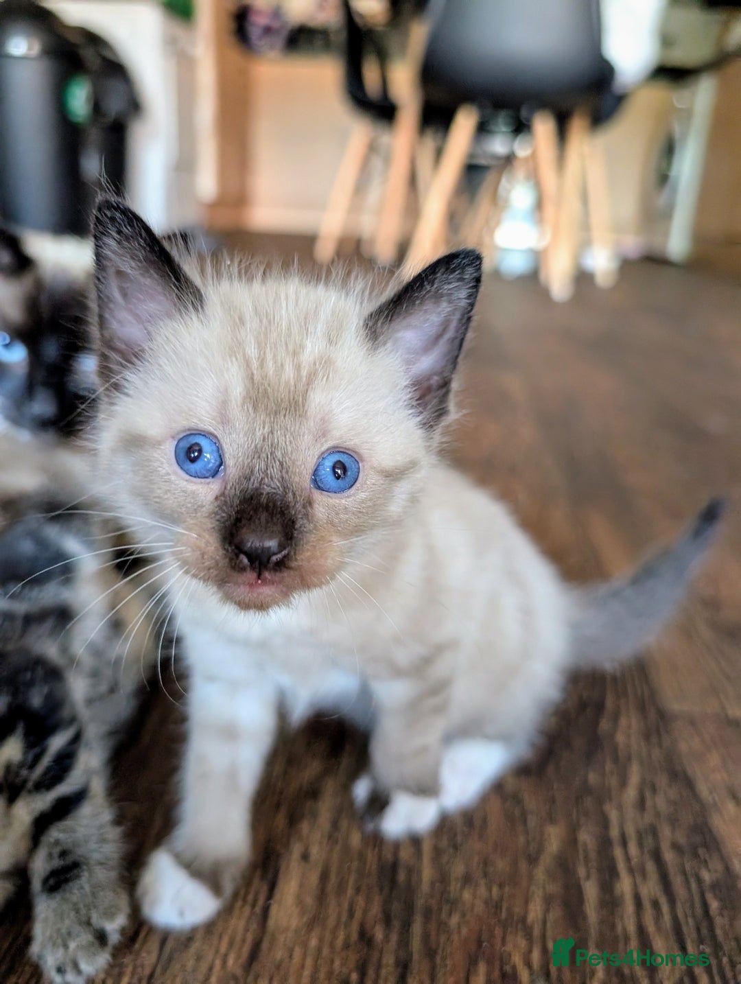 Mixed Breed cats for sale: 4 beautiful kittens looking for their forever home - Image 13