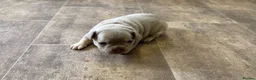 French Bulldog dogs for sale: French bulldog puppies ready to leave in 1 week - Advert 12