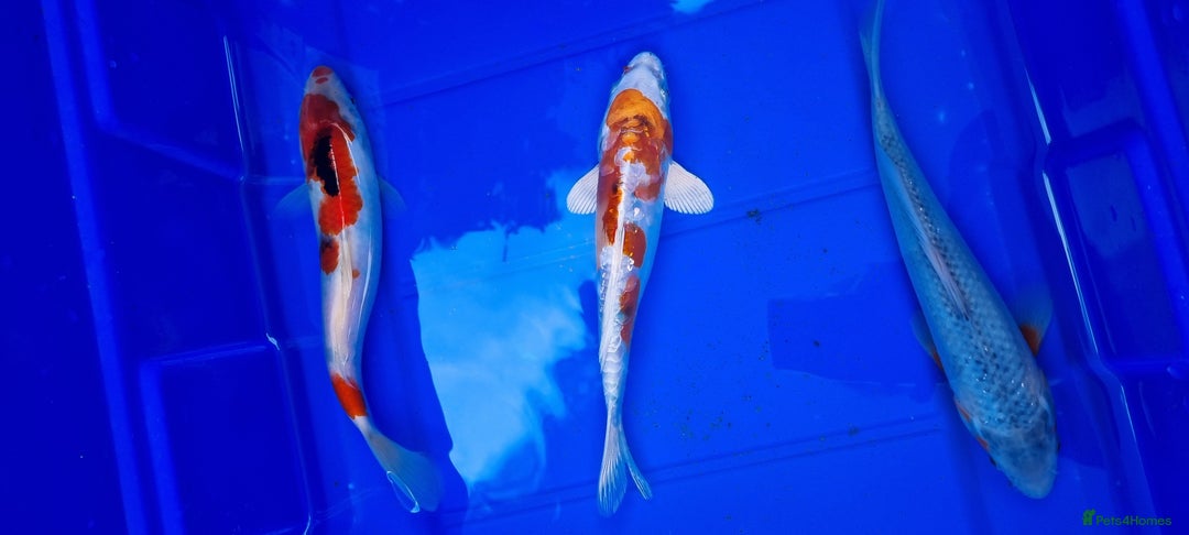 Koi Carp fish for sale: 8 to 10 inch Koi Carp mix pond fish in Chorley  - Image 3