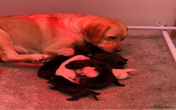 Labrador Retriever dogs for sale: WE PREGNANT BIG CHUNKY SHOW TYPE LABRADOR PUPPYS - Image 5