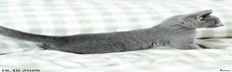 Russian Blue cats for sale: Adorable Russian Blue Kittens. - Advert 6