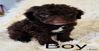 Cockapoo dogs - Advert 14