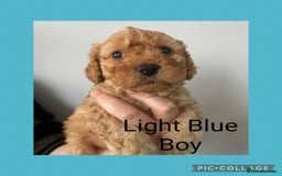 Cavapoo dogs for sale: Beautiful Cavapoo Puppies – 7 Girls & 4 Boys  - Image 12
