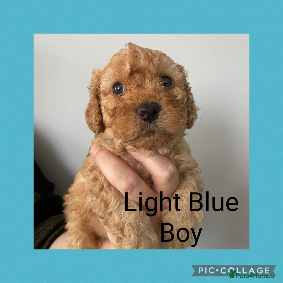 Cavapoo dogs for sale: Beautiful Cavapoo Puppies – 7 Girls & 4 Boys  - Image 12