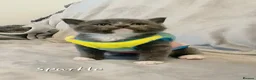British Shorthair cats for sale: British shorthair babies  - Advert 21