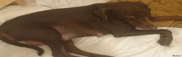 Dobermann dogs for sale: ☆☆Ready to leave Today  Black Doberman Puppies☆☆ - Advert 29