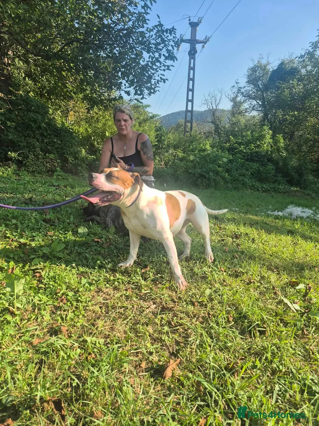 Staffordshire Bull Terrier dogs for adoption: Leia - Norwich Norfolk  - Advert 20