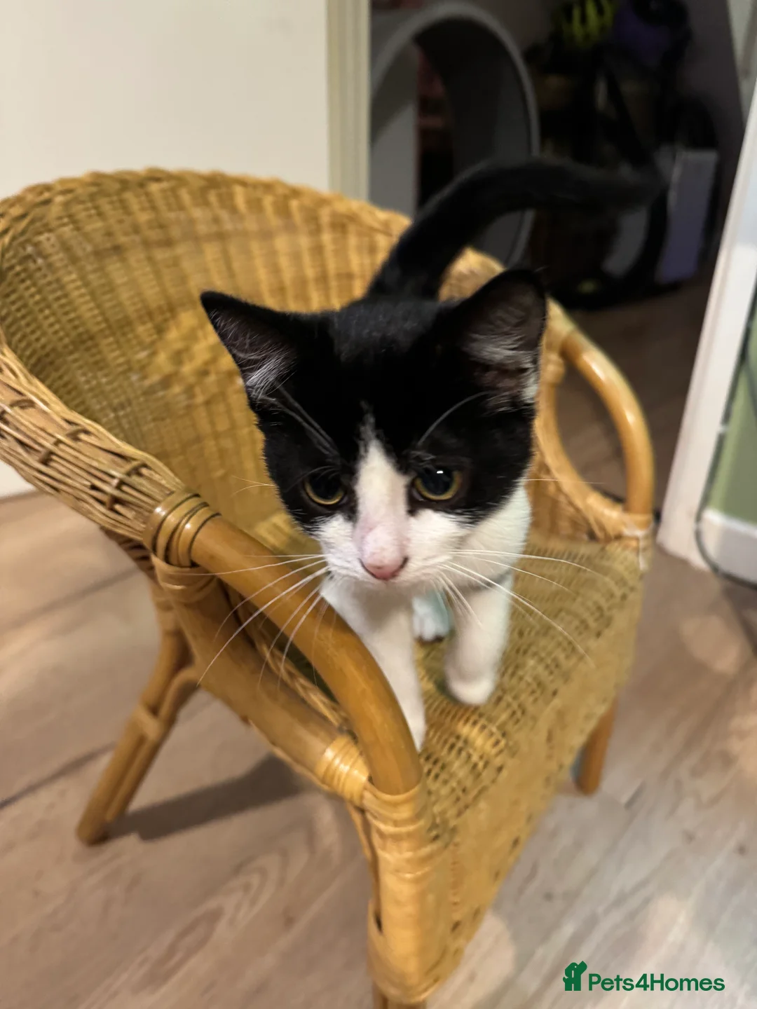 Mixed Breed cats for sale: Beautiful small girl - Advert 2