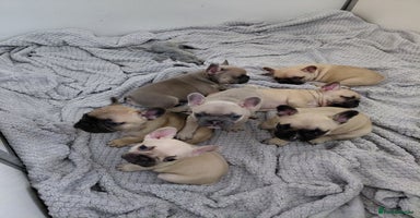 French Bulldog dogs - Advert 11