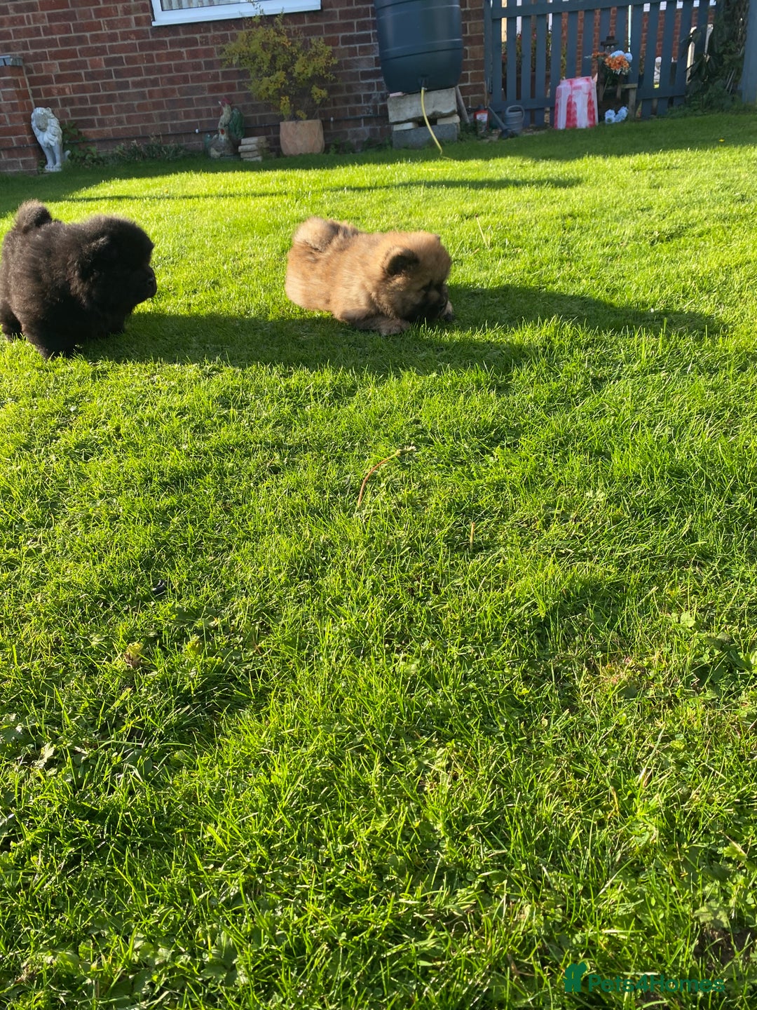 Chow Chow dogs for sale: Amazing chow chow puppies READY NOW  1 left  - Image 15