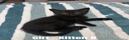 Mixed Breed cats for sale: Russian Blue Cross Kittens - 2 Boys - 1 Girl in Peterborough - Advert 6