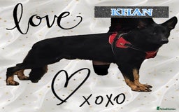 German Shepherd dogs for stud: King Shere khan von shepear at stud in Bedford - Image 11