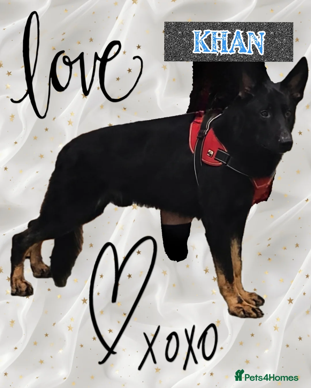 German Shepherd dogs for stud: King Shere khan von shepear at stud in Bedford - Advert 13