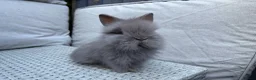 Lionhead rabbits for sale: Fluffy double mane lion head rabbits for sale  - Advert 13