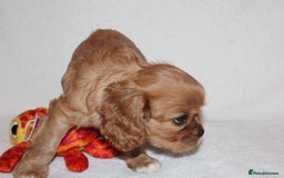 Cavalier King Charles Spaniel dogs for sale: Gorgeous Cavalier King Charles Spaniel puppies - Image 25