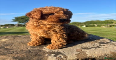 Cavapoo dogs - Advert 7