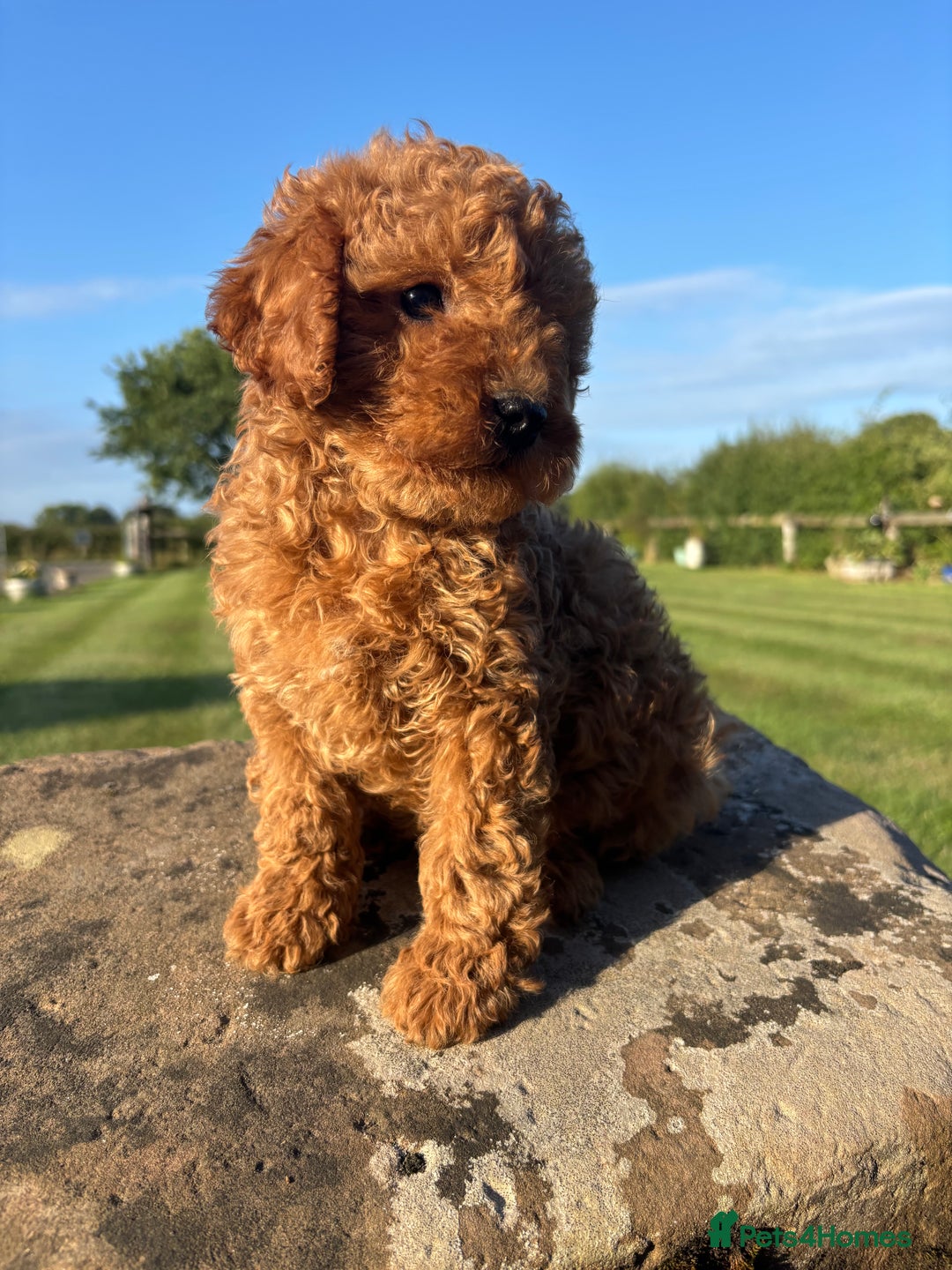 Cavapoo dogs for sale: FULLY HEALTH TESTED RED AND GOLD F1B CAVAPOOS - Image 2