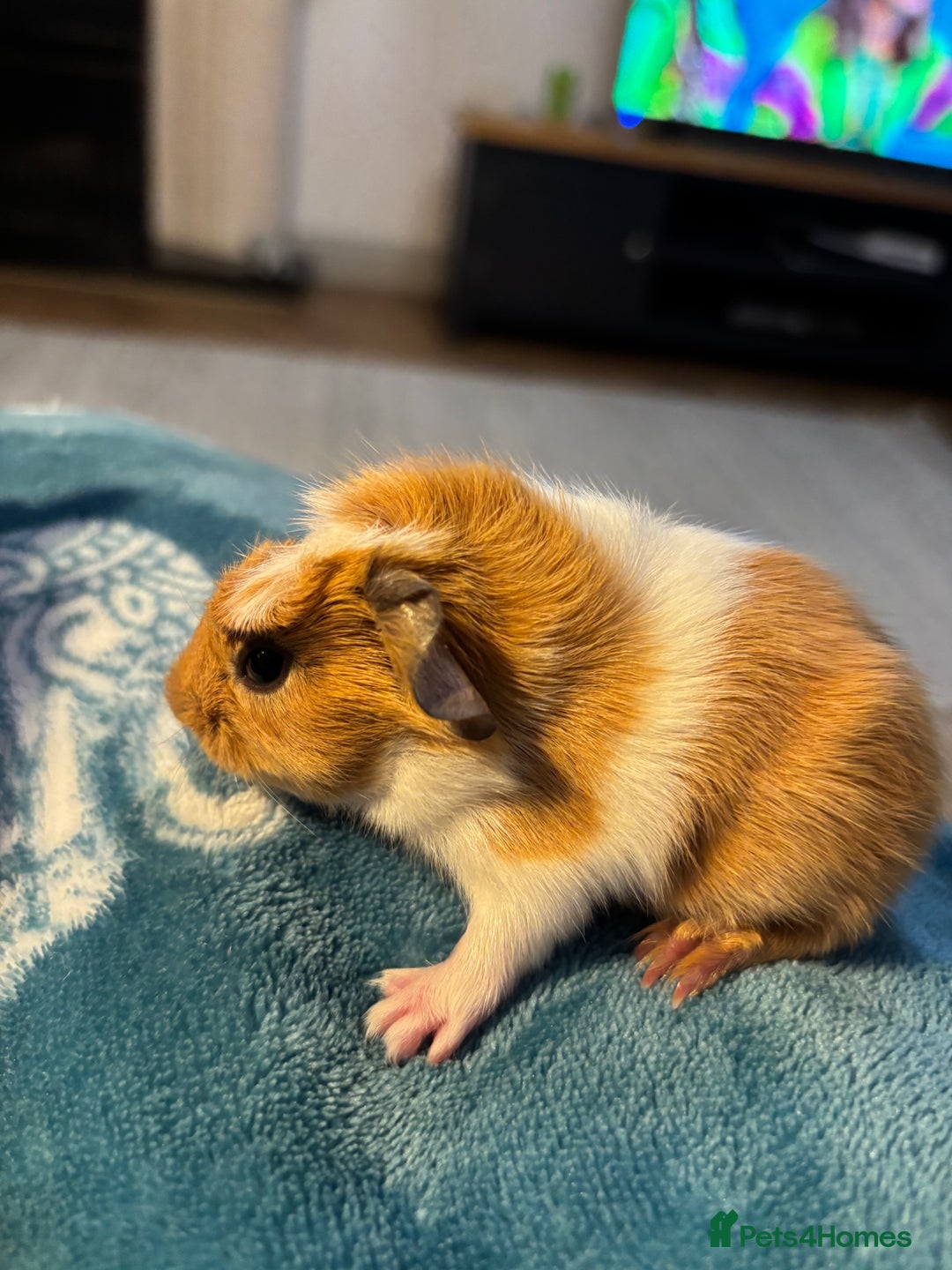 Guinea Pig rodents for sale: Gorgeous Guinea pigs pair of brothers - Advert 4