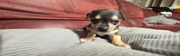 Chihuahua dogs for sale: 🐾 Beautiful Chihuahua Puppies - Advert 24