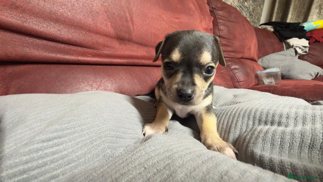 Chihuahua dogs for sale: 🐾 Beautiful Chihuahua Puppies - Advert 24