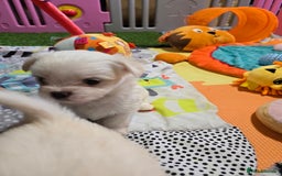 Mixed Breed dogs for sale: F1 Malchi puppys from health tested parents  - Image 18