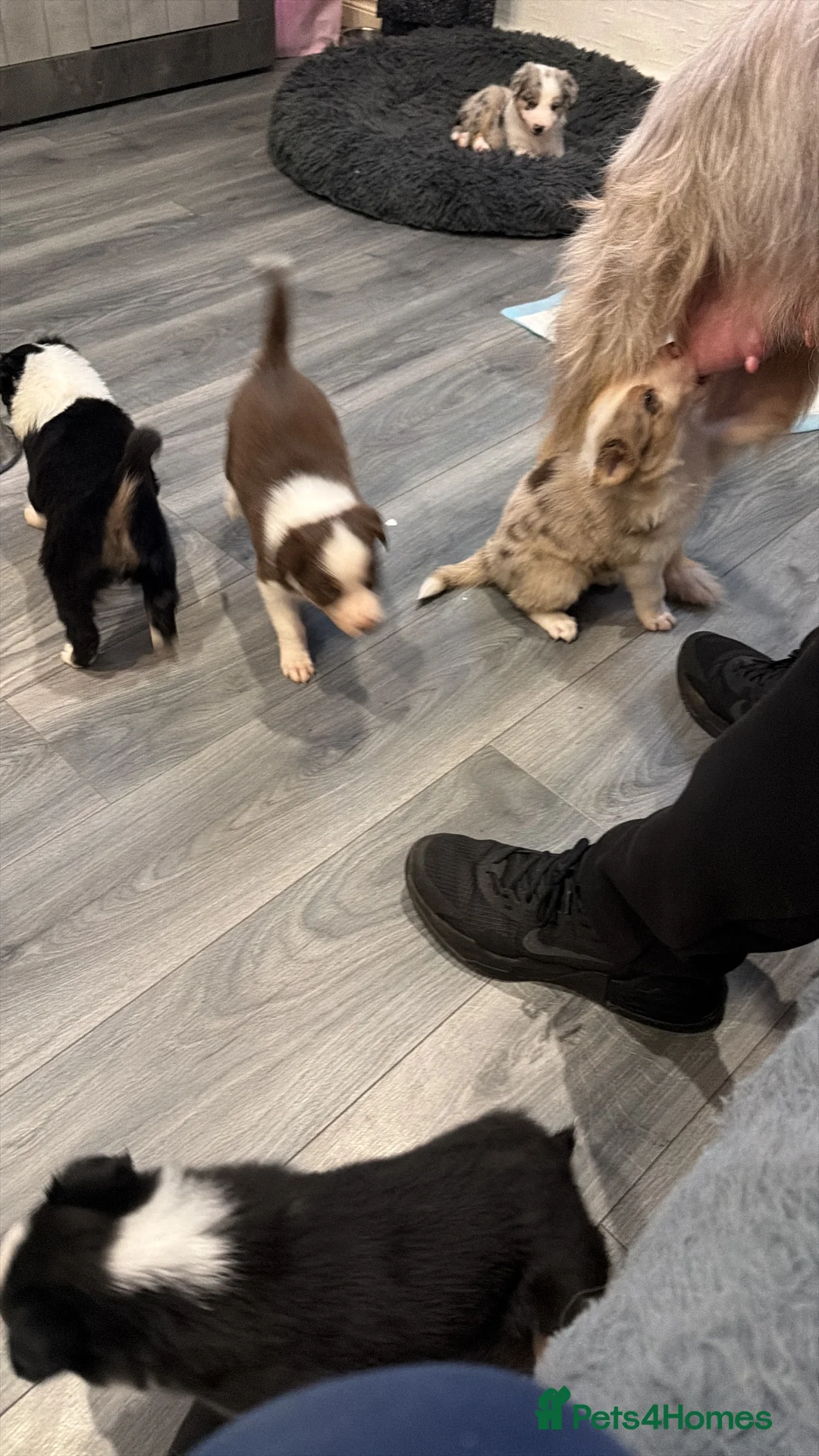 Mixed Breed dogs for sale: Stunning Border Collie Cross Puppies Family Raised - Advert 20